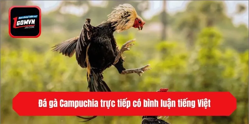 Đá gà Campuchia trực tiếp có bình luận tiếng Việt