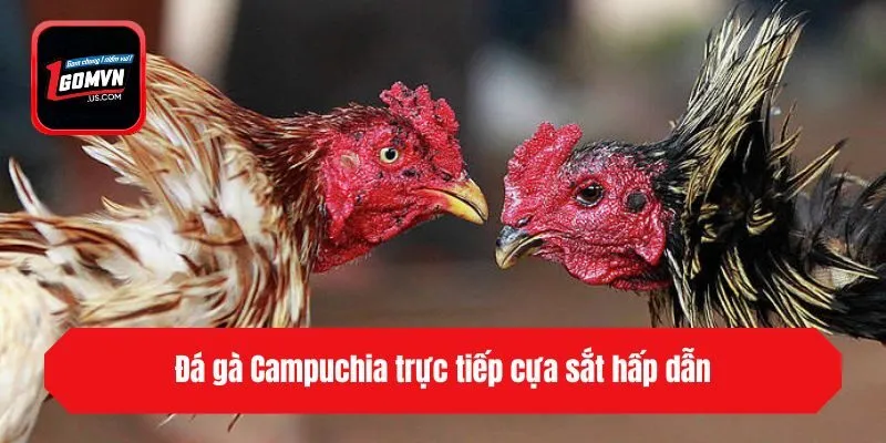 Đá gà Campuchia trực tiếp cựa sắt hấp dẫn