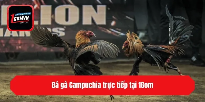 Đá gà Campuchia trực tiếp tại 1gom