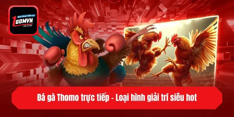 Đá gà Thomo trực tiếp - Loại hình giải trí siêu hot
