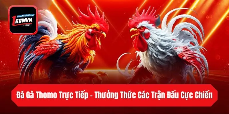 Đá Gà Thomo Trực Tiếp - Thưởng Thức Các Trận Đấu Cực Chiến