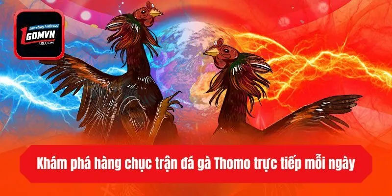 Khám phá hàng chục trận đá gà Thomo trực tiếp mỗi ngày
