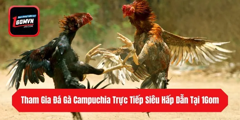Tham Gia Đá Gà Campuchia Trực Tiếp Siêu Hấp Dẫn Tại 1gom 